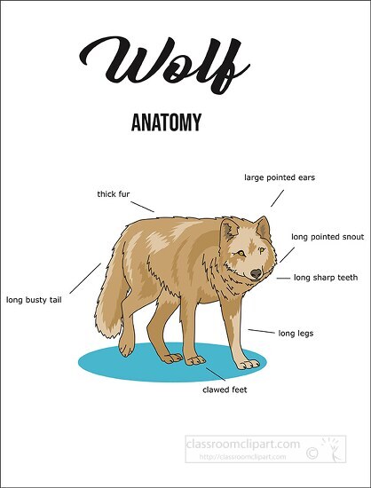 wolf anatomy printout copy