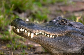 alligator hiss or low growl