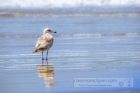 audio of miscellaneous shorebirds and seabirds