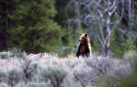 bear cub grunt audio