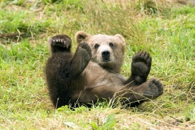 bear cub grunt sound