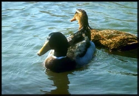 ducks landing in water