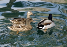 ducks landing in water sound