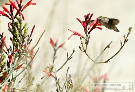 hummingbird feeding sound