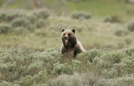 kodiak bears growling over territory