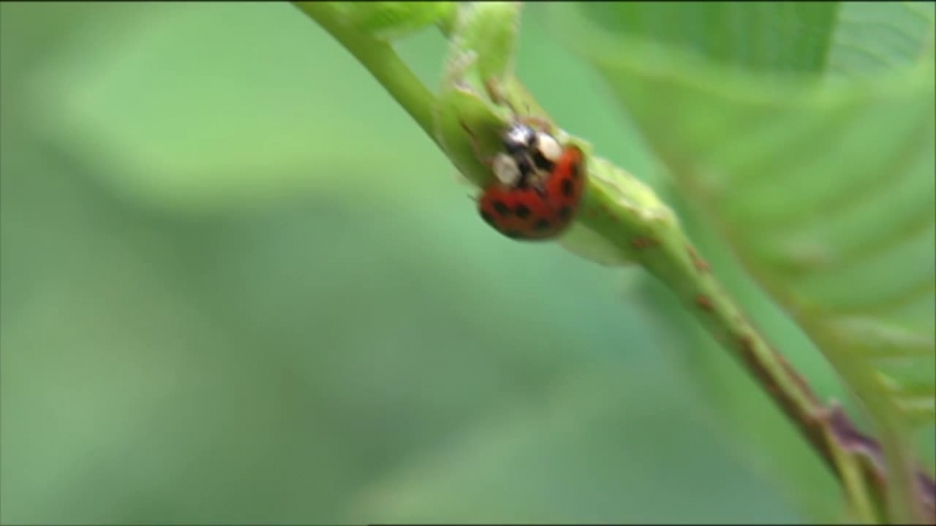 18 spot ladybug beetle on leaf video