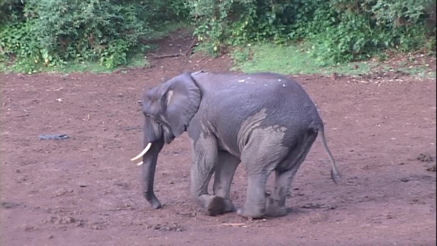 adult and baby elephant in mud 1 vide