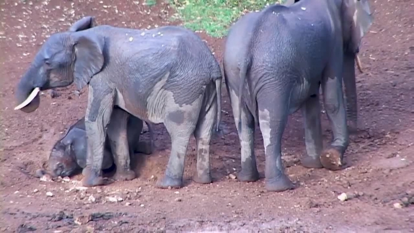 adult and baby elephant in mud 2 video