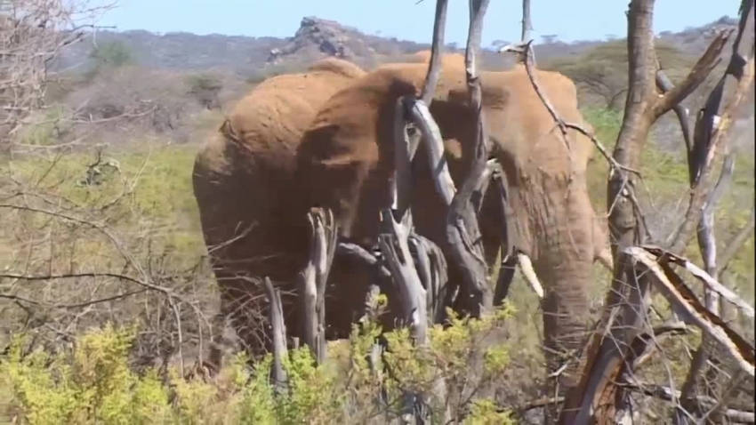 adult elephant walking behind baby elephant samburu elephant video