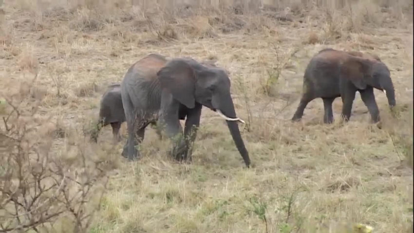adult elephant walking with baby elephant in africa video