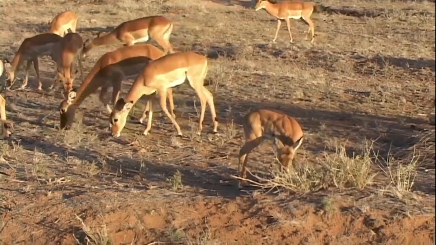 africa animal group of female impalas video