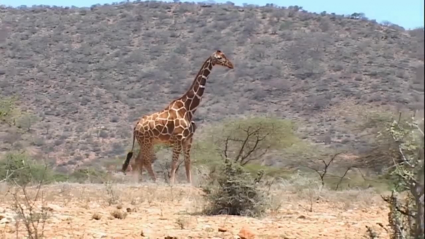 africa giraffe standing kenya africa video