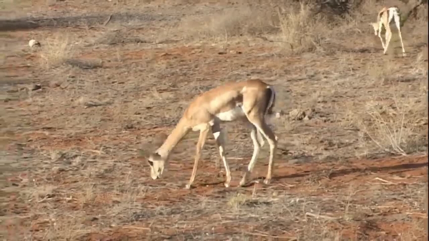 africa grant gazelle eating bush plants