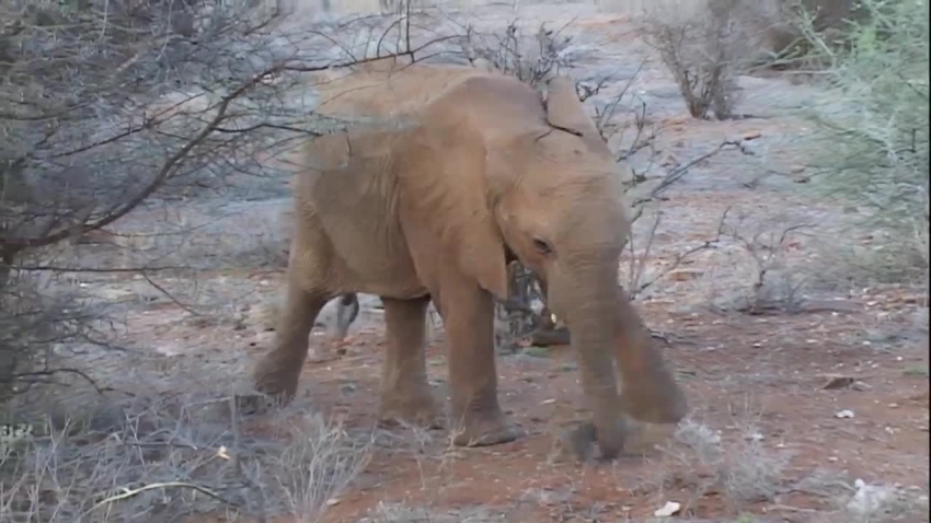 african elephant eating bushes in africa video