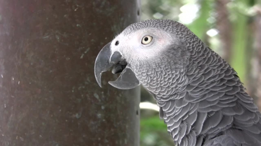 African gray parrot Bali bird farm video