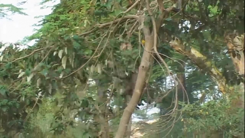 baboons playing in the trees video