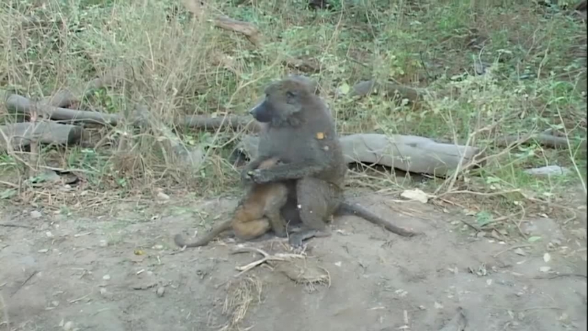 baby baboon with mother video