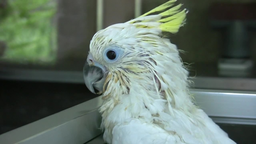 baby white cockatoo video