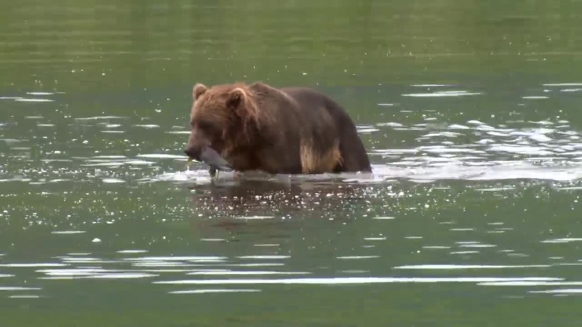 bear catches salmon and eats video