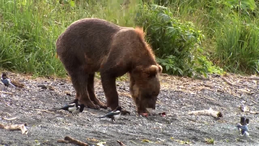 bear eats salmon alaska video