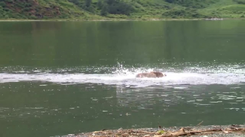 bear runs across water to catch fish video