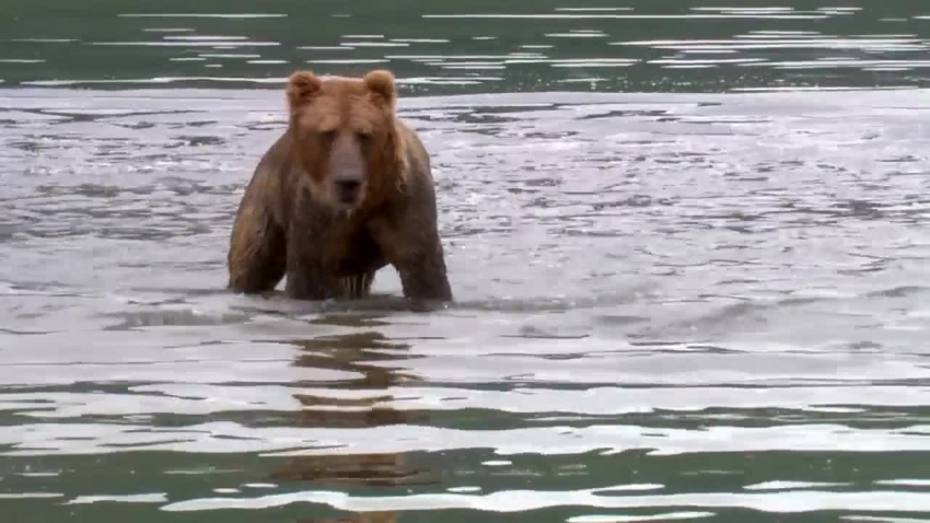 bear splashes to get fish video