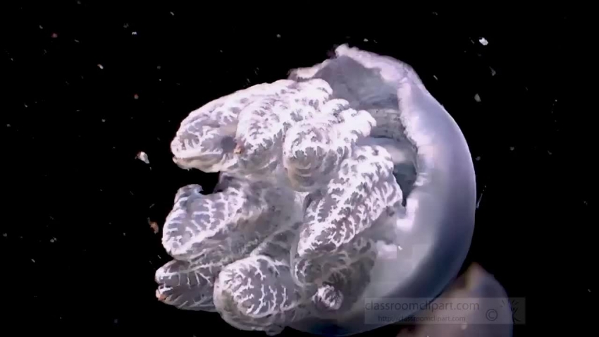 beautiful movement of white jellyfish video