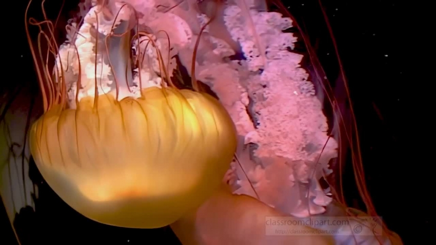 beautiful movement of yellow jellyfish video