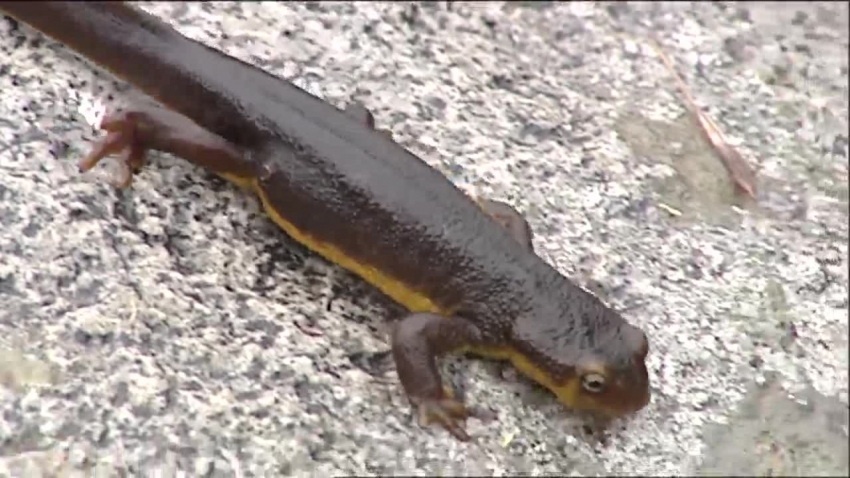 california newt video