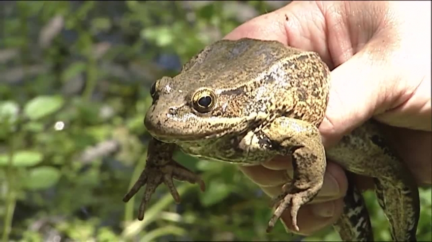 california red legged frog in hand video