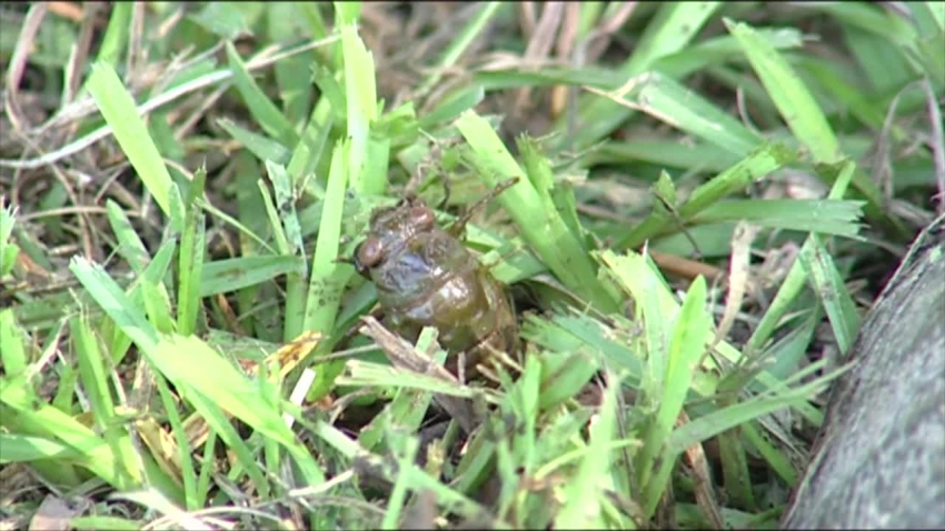 cicada emerging from soil climbing tree video