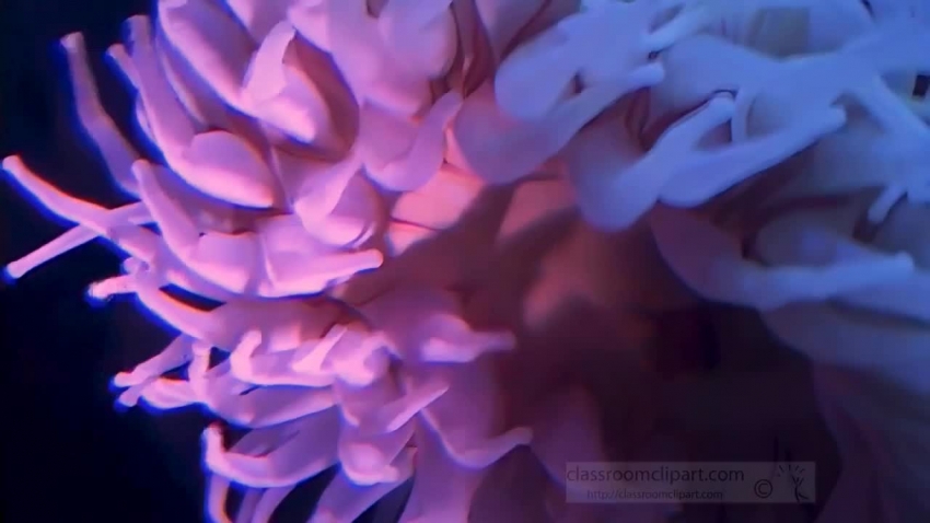 closeup anemone video