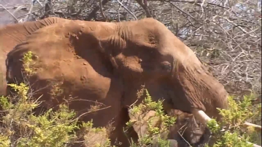 closeup large elephant eating brush samburu national reserve video