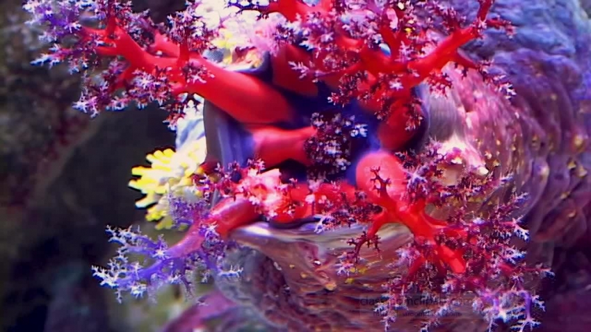 colorful red blue sea anemone video