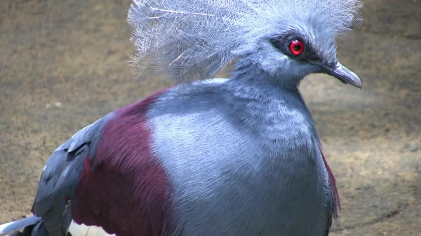 crowned pigeon video