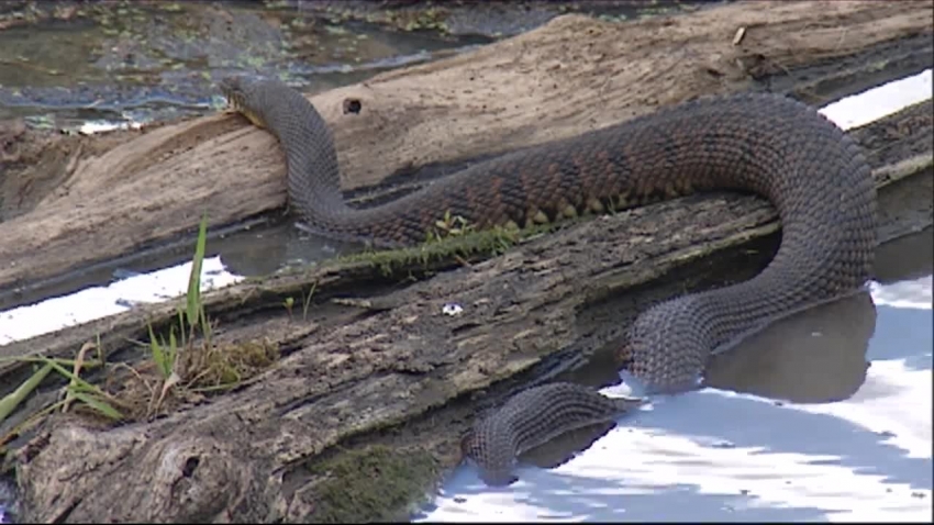 diamondback water snake in water video
