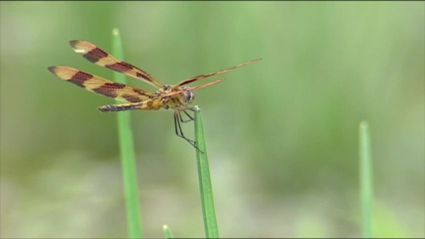 dragonfly perched on grass blade video