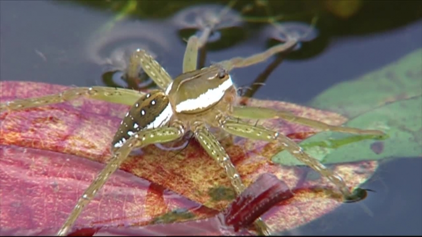 fishing spider on leaf in water video