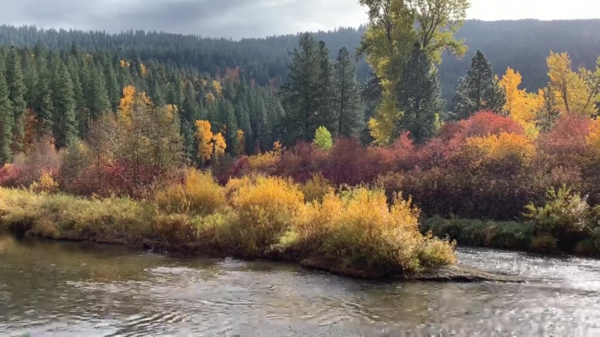 flow of river with fall foliage on trees pacific northwest video