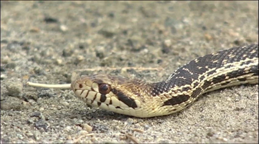 gopher snake and garter snake video