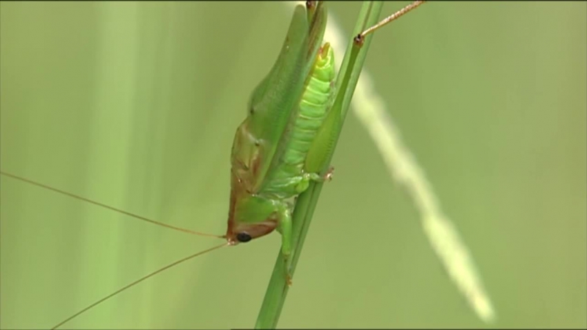 grasshopper calling on blade of grass 2 video