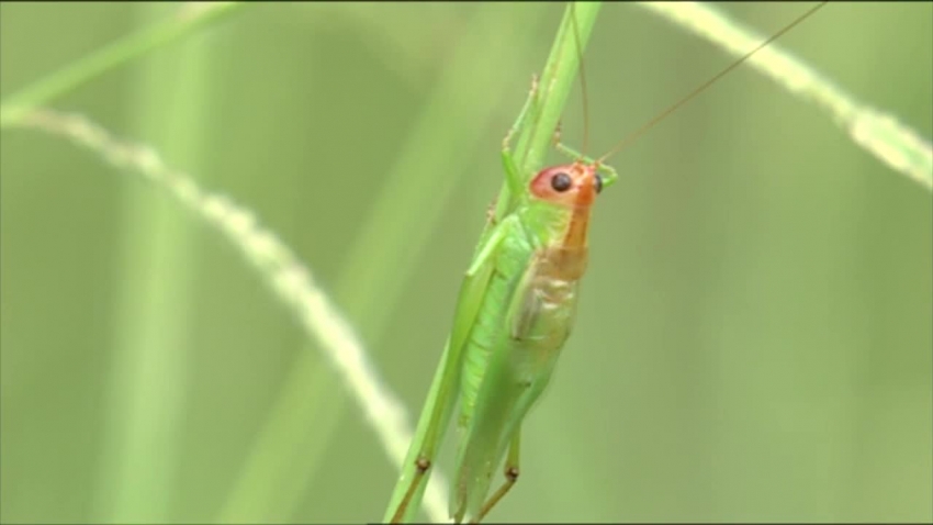 grasshopper katydid calling on blade of grass video