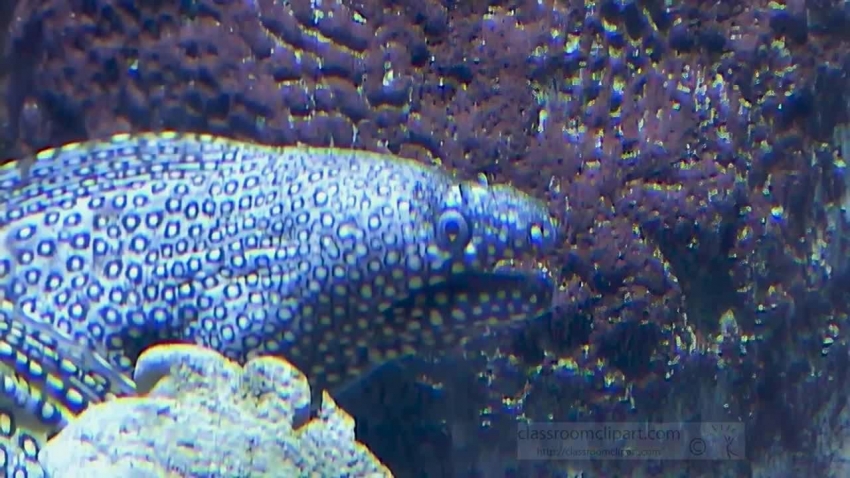 gray blue white eel video