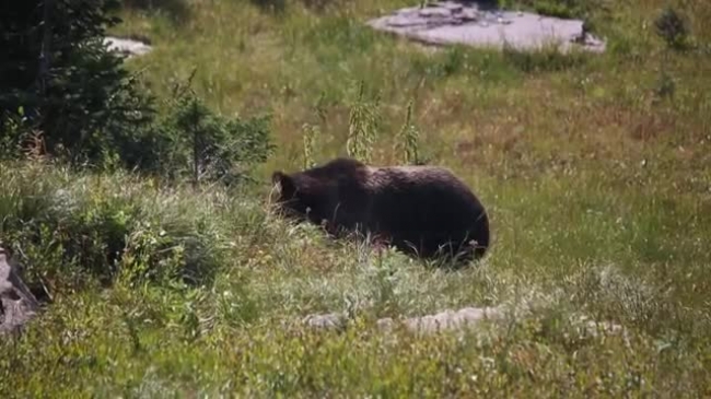 grizzly bear near hidden lake video glacier national park