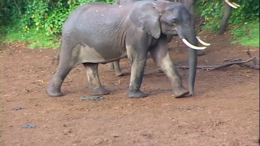 group of elephants protecting baby elephant video