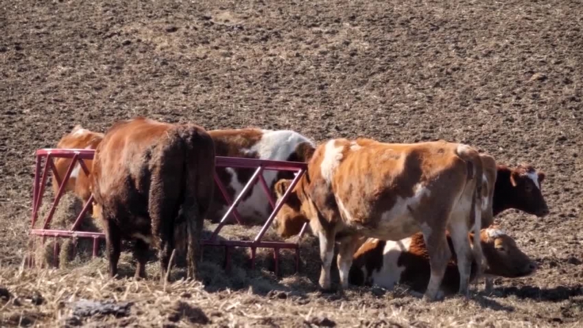 guernsey cows eating hay video