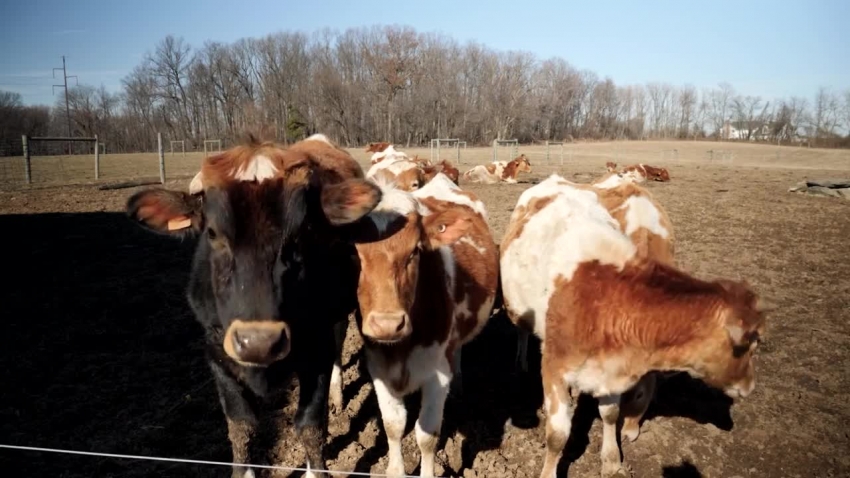 guernsey cows on dairy farm video