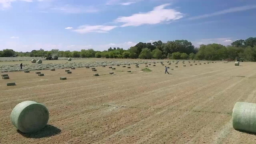 hay harvest on a farm