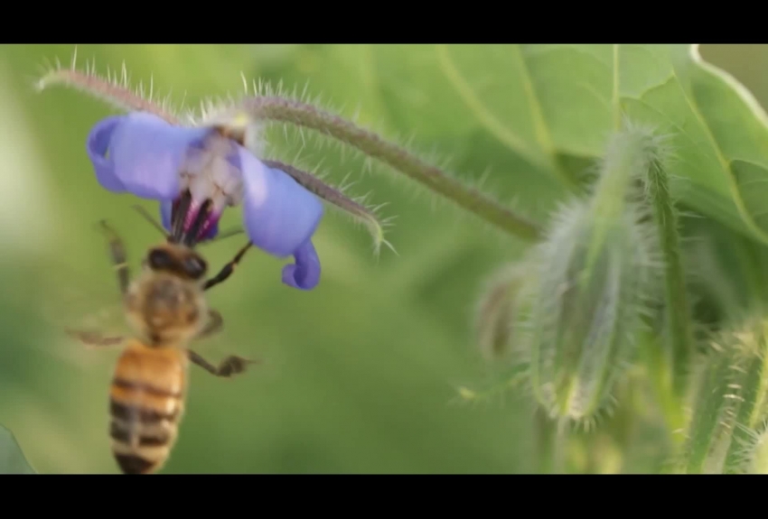 honey bee drinks nectar from a Borage flower