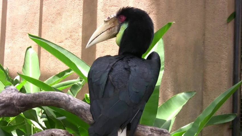 hornbill bird Bali bird farm video